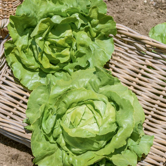 Knopsla 'Sylvesta' - Bakker