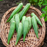 Okra