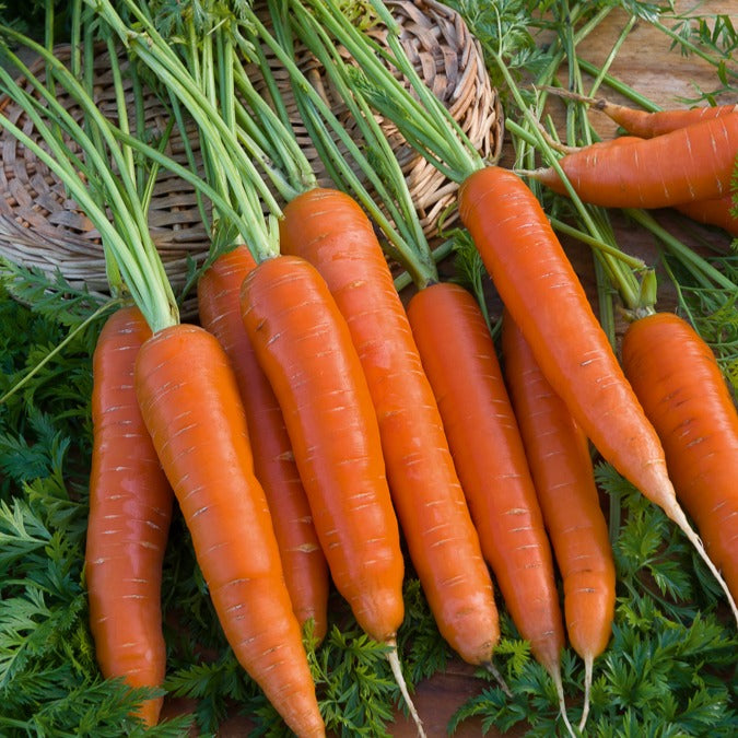 Wortel 'Berlicum' - Bakker