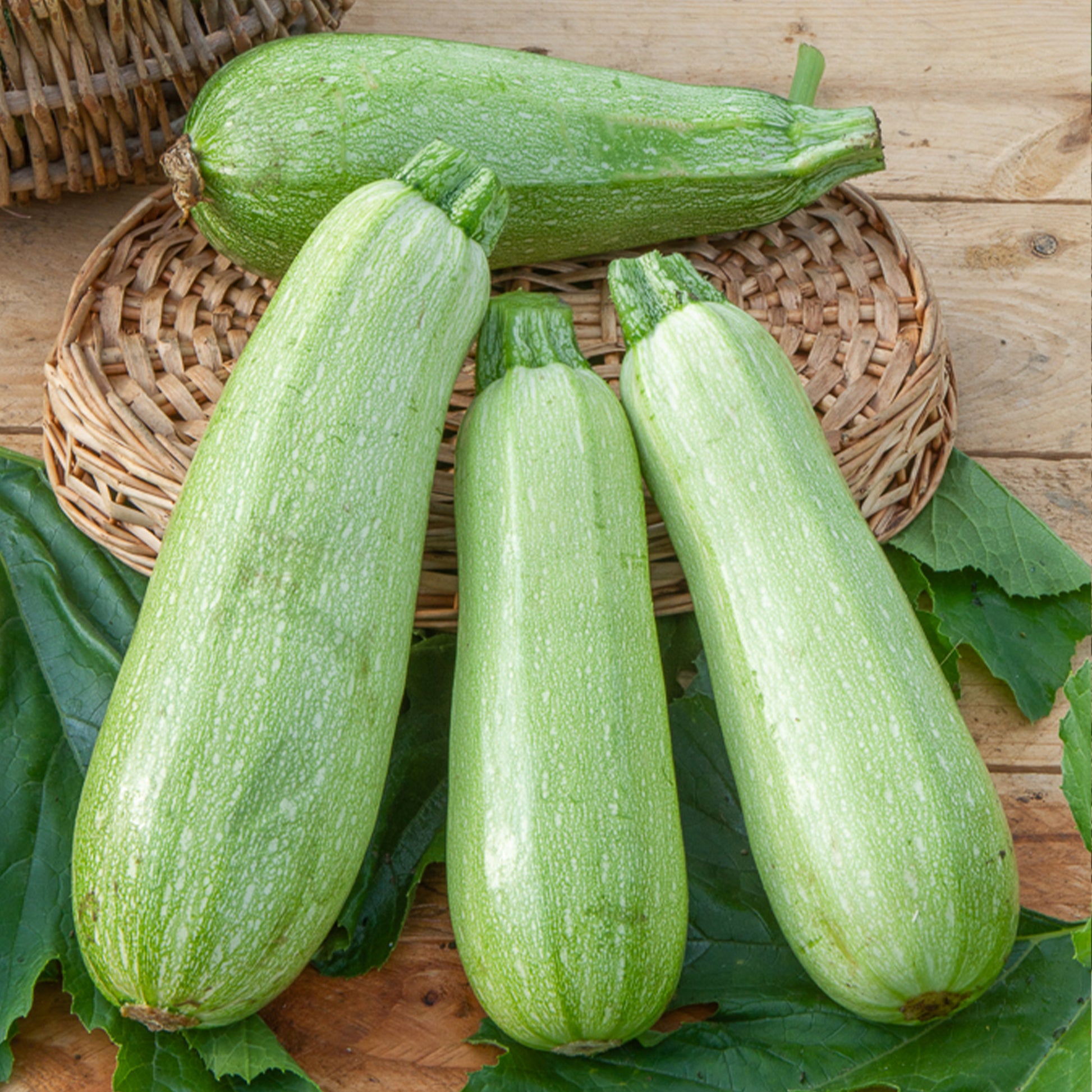 Courgette 'Grey Filler F1' - Cucurbita pepo grey griller f1 - Moestuin