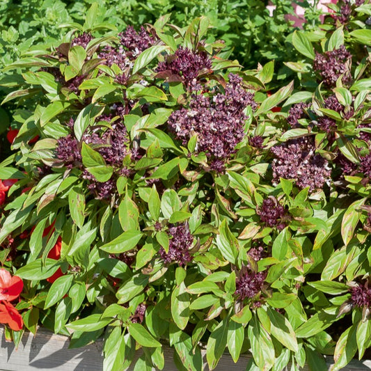 Thaise basilicum 'Siam Koningin' - Bakker