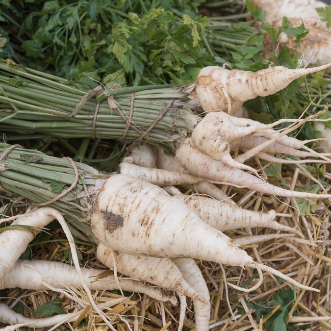 Wortelpeterselie halflange - Petroselinum crispum tuberosum - Bakker