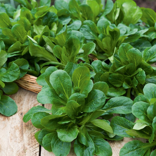 Veldsla Favor - Bakker