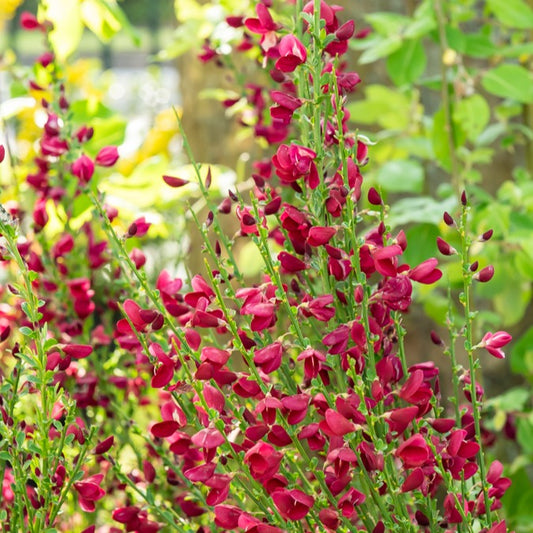 Brem 'Boskoop Ruby' - Cytisus praecox Boskoop Ruby