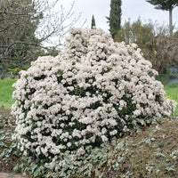 Sneeuwbal - Viburnum tinus - Heesters en vaste planten