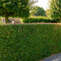 Bomen - Spaanse aak (x10) - Acer campestre