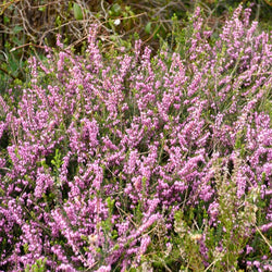 Winterheide 'Furzey' - Bakker