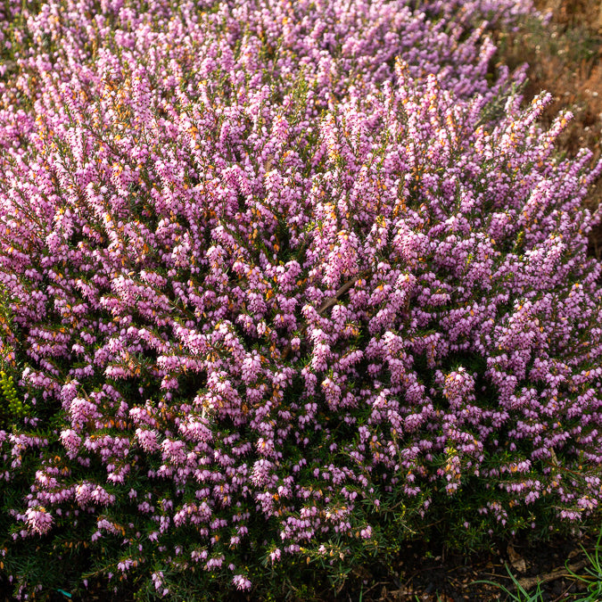 Verkoop Winterheide 'Darley Dale' - Erica darleyensis Darley Dale