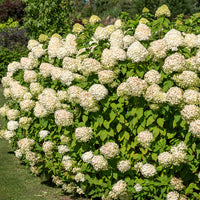 Verkoop Pluimhortensia 'Silver Dollar' - Pluimhortensia
