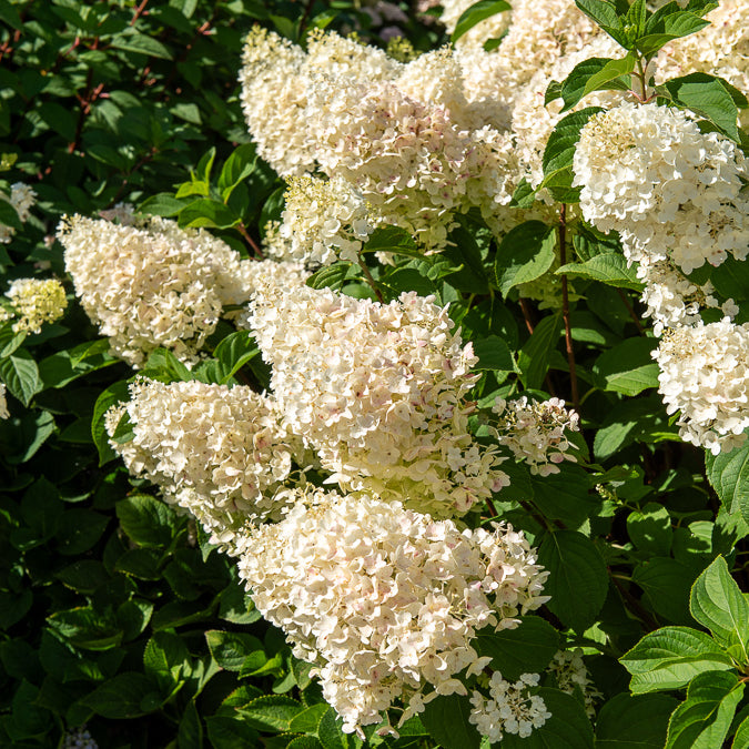 Verkoop Pluimhortensia - Pluimhortensia 'Silver Dollar'