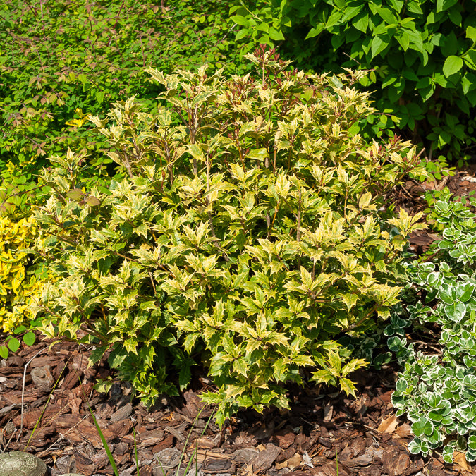 Verkoop Schijnhulst 'Goshiki' - Osmanthus heterophyllus Goshiki