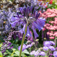 Bloeiende vaste planten - Afrikaanse lelie 'Black Pantha' - Agapanthus Black Pantha