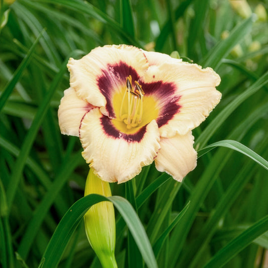 Daglelie 'Canadian Border Patrol' - Bakker