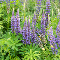 Lupine Gallery Blue - Lupinus Gallery Blue - Bakker