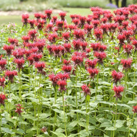 Bergamotplant Cambridge Scarlet - Monarda cambridge scarlet - Bakker