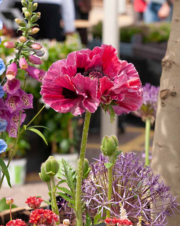 Klaproos Harlem - Papaver harlem - Tuinplanten