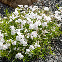 Vlambloem Maischnee - Phlox subulata maischnee - Tuinplanten