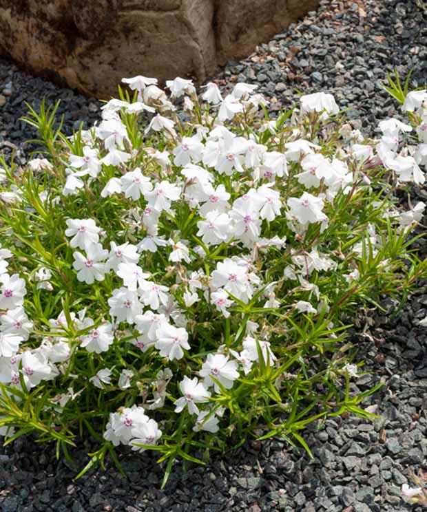 Vlambloem Maischnee - Phlox subulata maischnee - Vaste planten