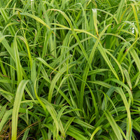 Zegge - Carex pendula - Bakker