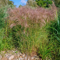 Miscanthus - Chinees riet - Chinees riet 'Flamingo' - Miscanthus sinensis flamingo