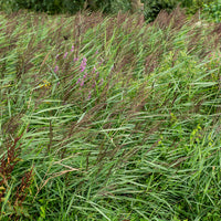 Phragmites australis - Gewoon riet - Oeverplanten