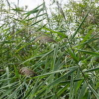 Oeverplanten - Gewoon riet - Phragmites australis