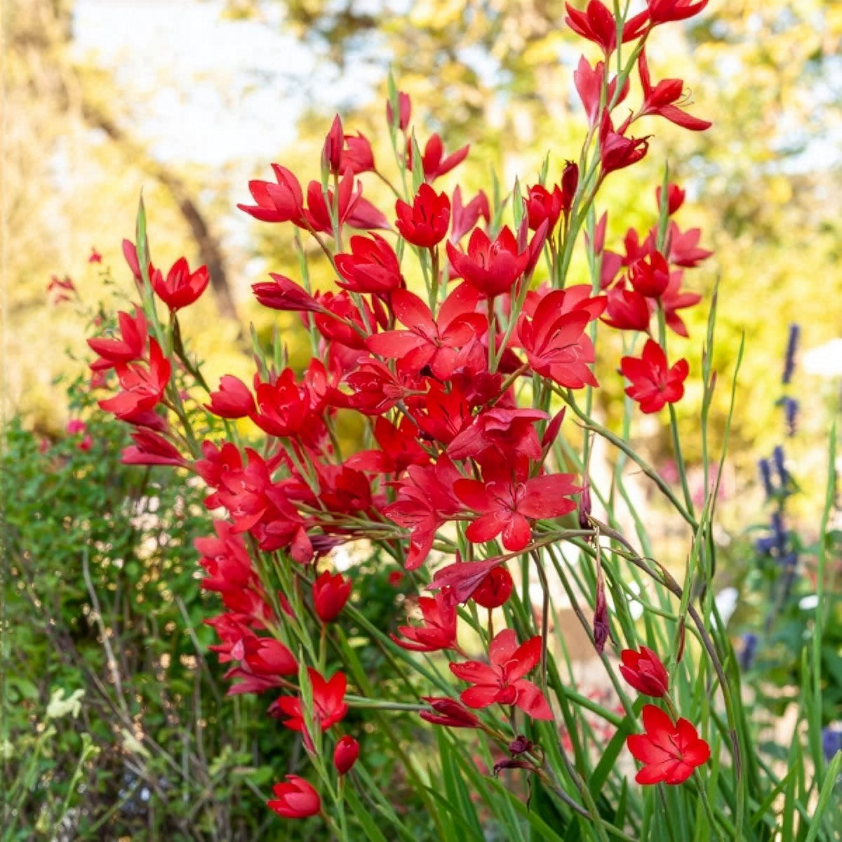 Moerasgladiool 'Major' - Bakker