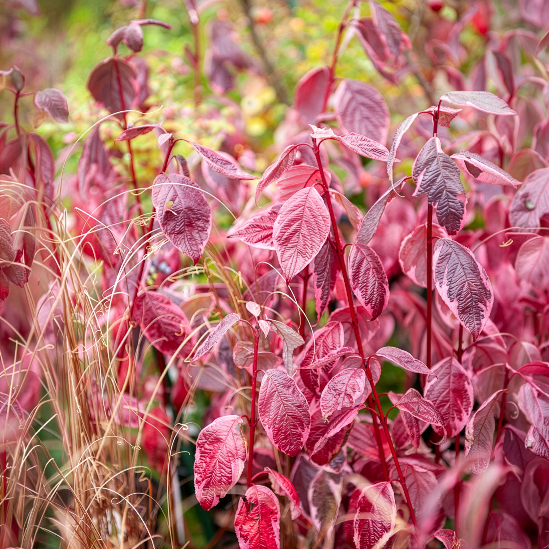 Heesters - Bonte kornoelje 'Elegantissima' - Cornus alba elegantissima