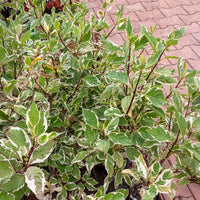 Bonte kornoelje 'Elegantissima' - Bakker