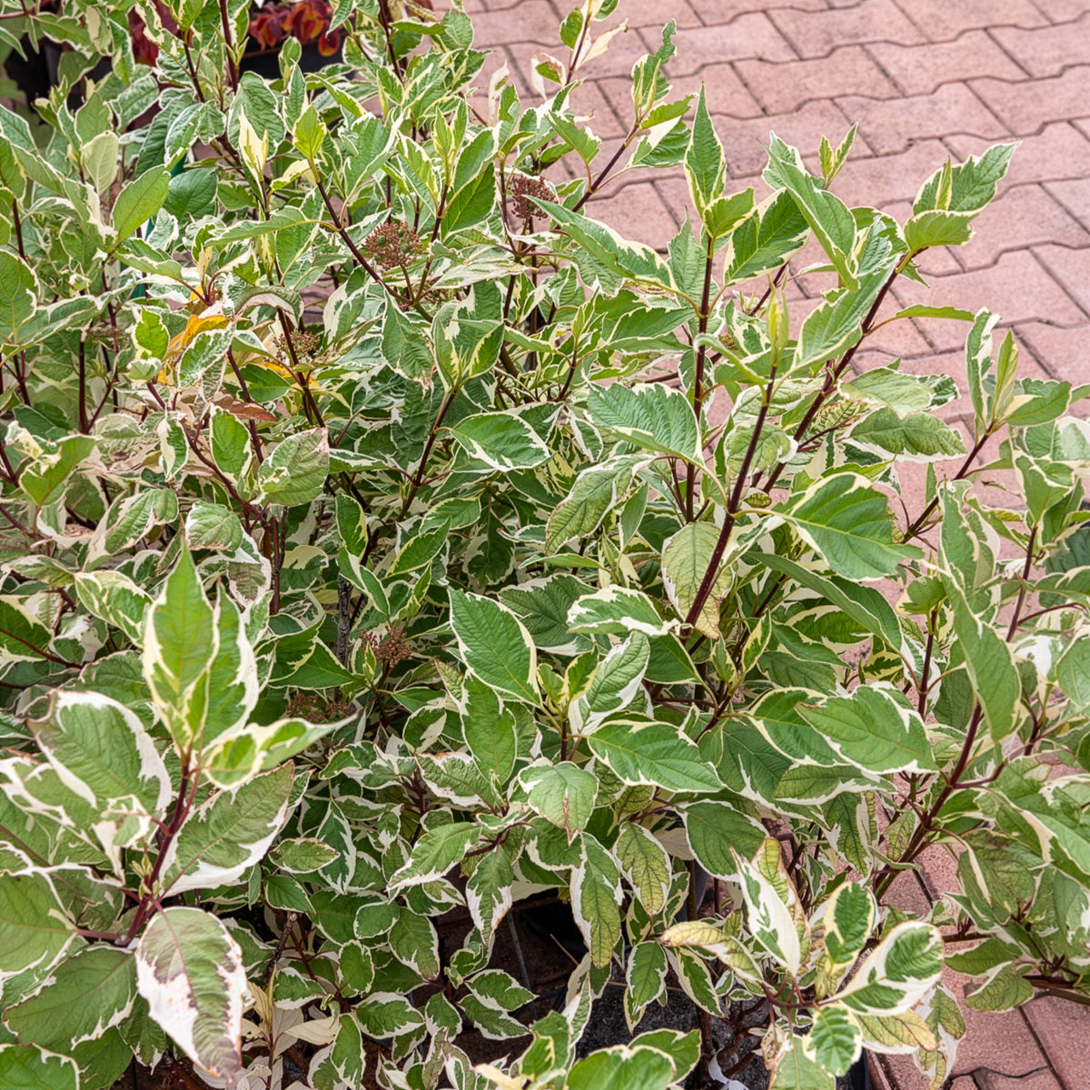 Bonte kornoelje 'Elegantissima' - Bakker