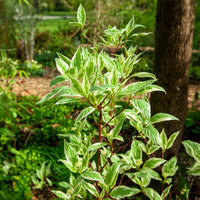 Verkoop Bonte kornoelje 'Elegantissima' - Cornus alba elegantissima