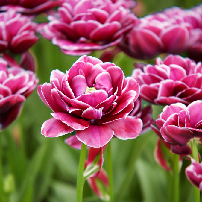 Tulipa Dream Touch - Dubbelbloemige tulp 'Dream Touch' (x7) - Tulpen