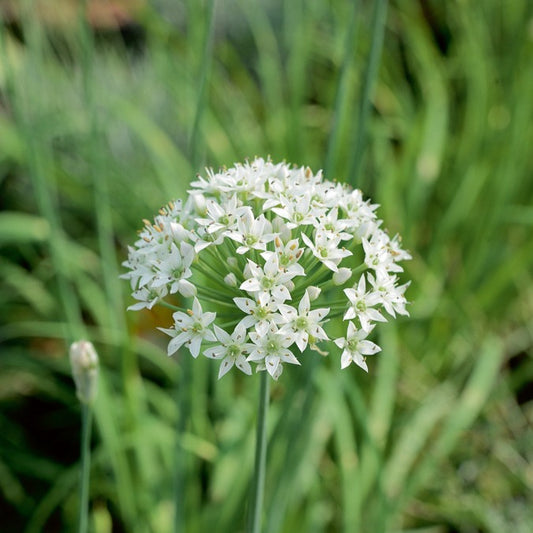 Chinese bieslook - Bakker