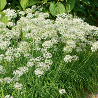 Chinese bieslook - Allium tuberosum - Bakker