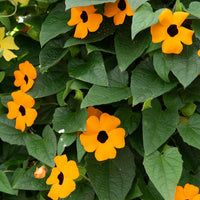 Balkon- en terrasplanten voor pot en bak - Suzanne-met-de-mooie-ogen - Thunbergia alata Sunny Susy®