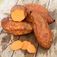 Zoete aardappel - Ipomoea batatas - Bakker