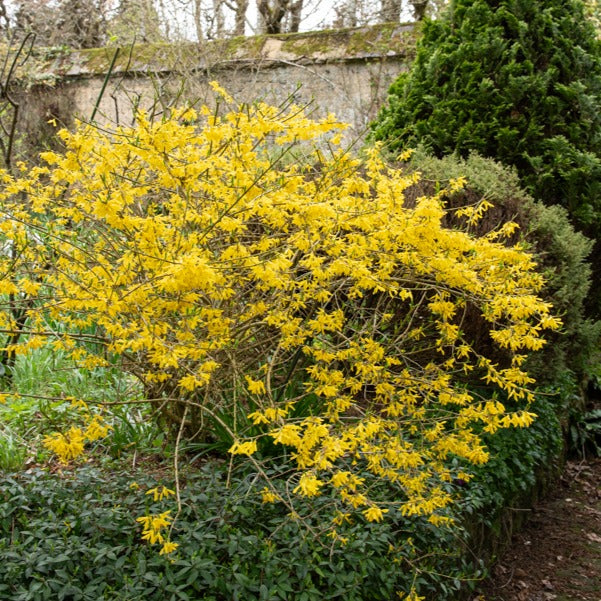 Chinees klokje 'Marée d'Or'® - Forsythia Marée d'Or ® - Bakker