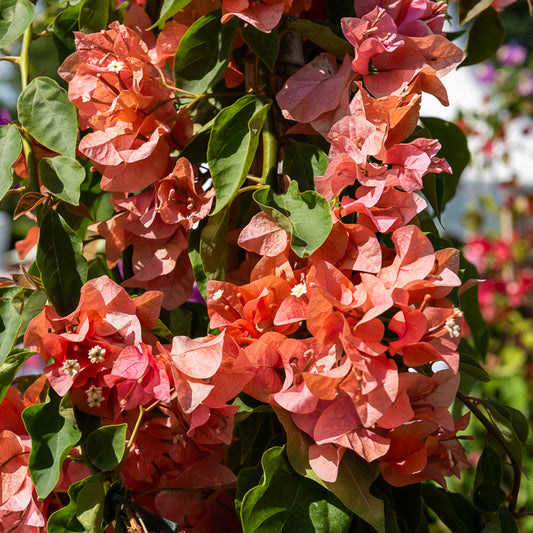 Bougainville - oranje