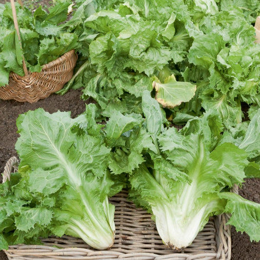 Andijvie 'Cornet de Bordeaux' - Bakker