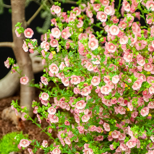 Kaapse Malva - Bakker