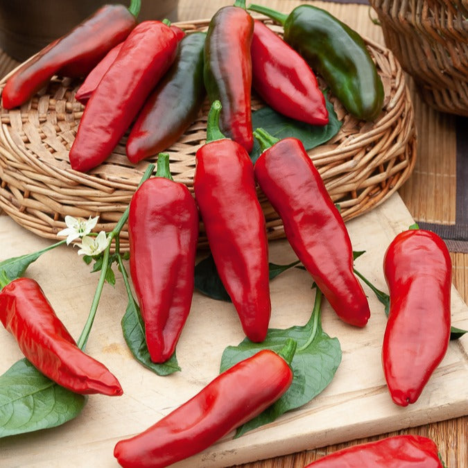 Chilipeper 'Gorria' - Bakker