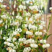 Sneeuwwitte Lelie - Lilium 'snowy morning' - Bloembollen