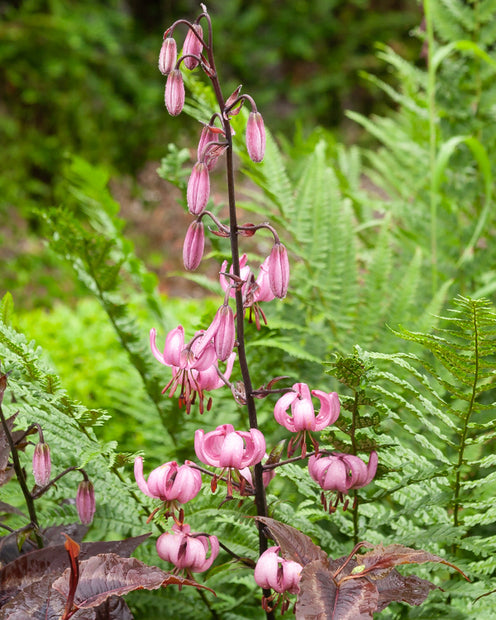 Lelie 'Pink Morning' - Lilium 'pink morning' - Bloembollen