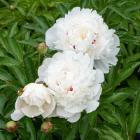 Pioenroos Festiva Maxima - Paeonia lactiflora 'festiva maxima' - Tuinplanten