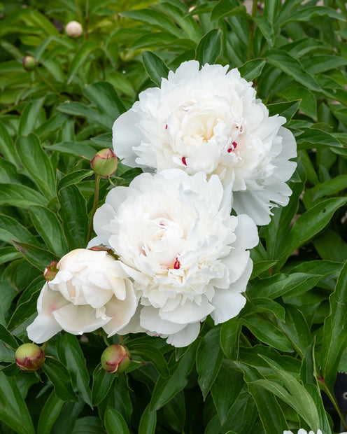 Pioenroos Festiva Maxima - Paeonia lactiflora 'festiva maxima' - Tuinplanten