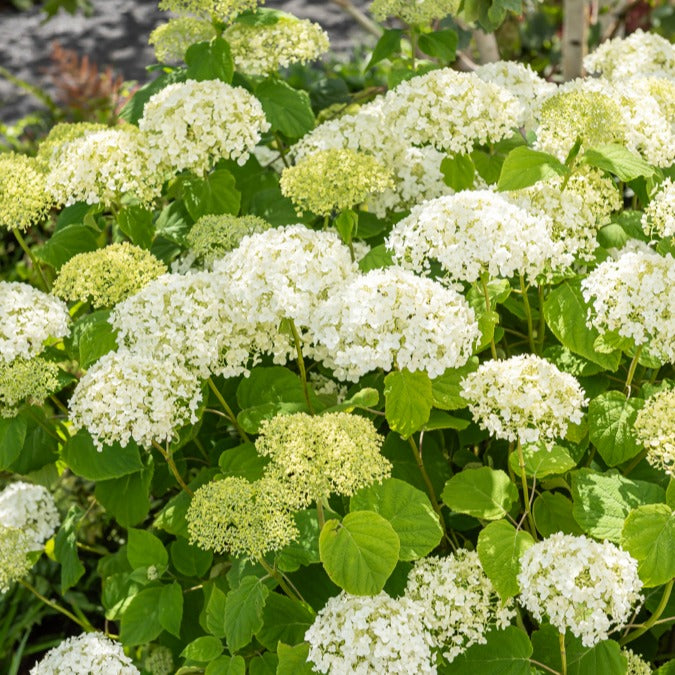 Verkoop Sneeuwbalhortensia 'Strong Annabelle' - Hydrangea arborescens 'strong annabelle'