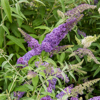 Buddleja davidii free petite® 'lavender flow' - Vlinderstruik 'Lavender Flow' - Vlinderstruik - Buddleja
