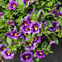 Verkoop Mini Petunia Bumble Bee (x3) - Calibrachoa Cabaret® Bumble Bee
