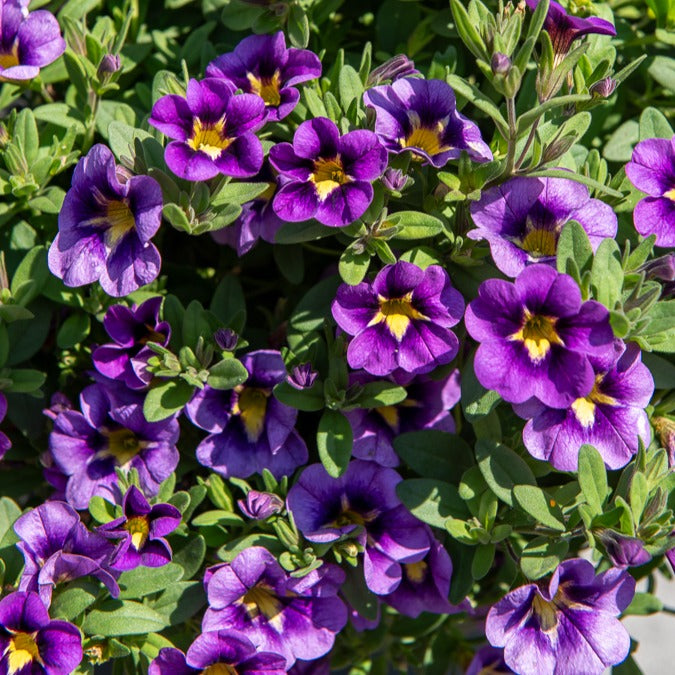 Verkoop Mini Petunia Bumble Bee (x3)