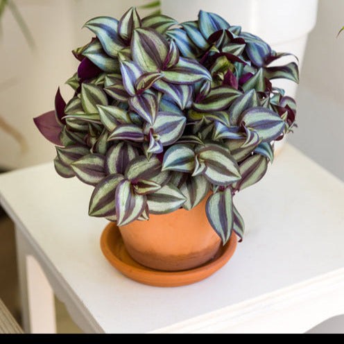 Gestreepte Misère - Bakker